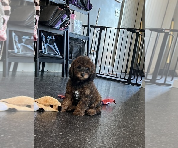 Medium Photo #8 Goldendoodle (Miniature) Puppy For Sale in WARSAW, IN, USA