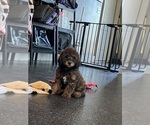 Small #7 Goldendoodle (Miniature)