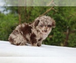 Small #9 ShihPoo