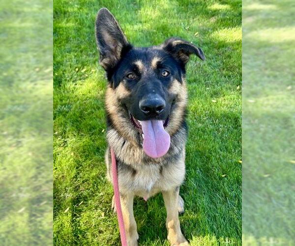 Medium Photo #1 German Shepherd Dog Puppy For Sale in Sacramento, CA, USA