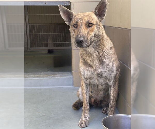 Medium Photo #2 German Shepherd Dog-Unknown Mix Puppy For Sale in Riverside, CA, USA