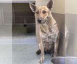 Small #1 German Shepherd Dog Mix