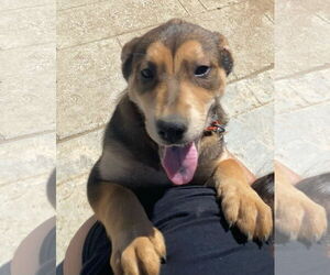 Katara - Female Mutt Dog for Adoption - Photo #7