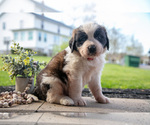 Puppy Viper Saint Bernard