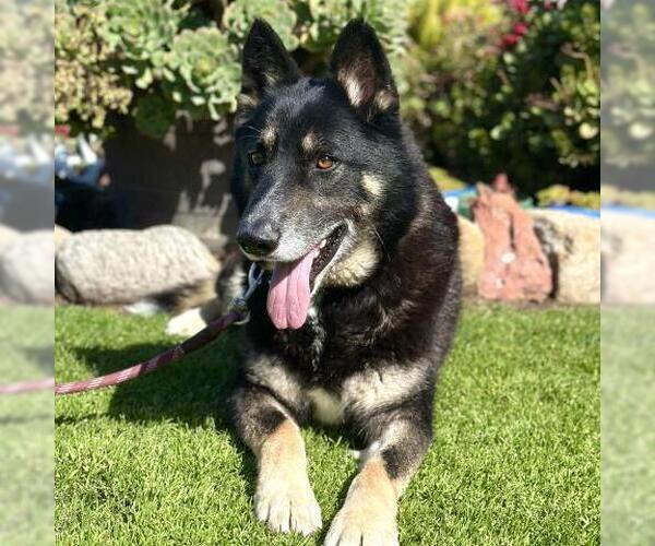 Medium Photo #2 German Shepherd Dog-Siberian Husky Mix Puppy For Sale in Camarillo, CA, USA