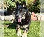 Small #1 German Shepherd Dog-Siberian Husky Mix