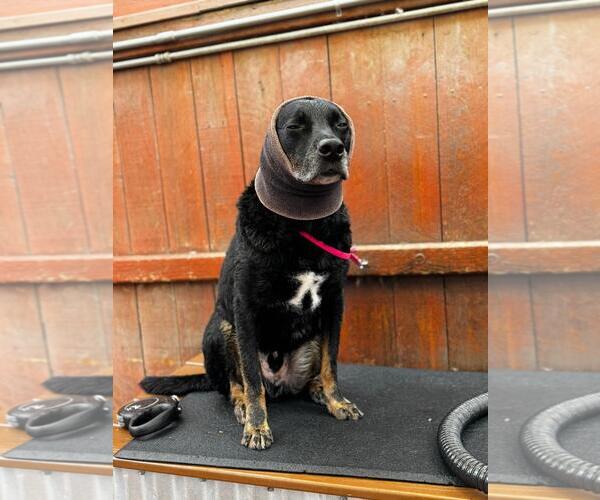 Medium Photo #8 Labrador Retriever-Unknown Mix Puppy For Sale in San Diego, CA, USA