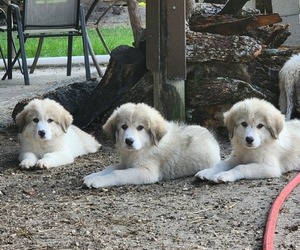 Great Pyrenees Puppy for sale in HAWTHORNE, FL, USA