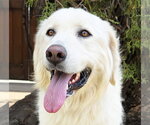 Small Great Pyrenees