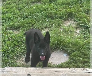 German Shepherd Dog Puppy for sale in BLAND, MO, USA