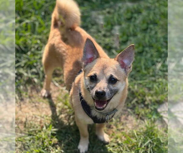 Medium Photo #4 Chiranian Puppy For Sale in Cranford, NJ, USA