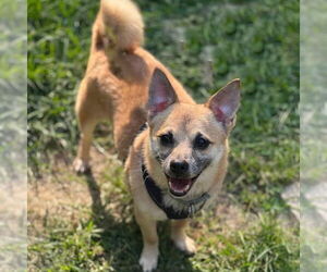 Maximus - Male Chiranian Dog for Adoption - Photo #4