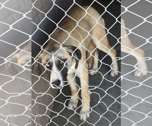 Mutt Dogs for adoption in Las Vegas, NM, USA