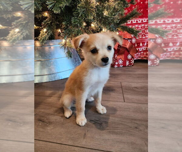 Medium Photo #3 Colonial Cocker Spaniel-Unknown Mix Puppy For Sale in San Diego, CA, USA