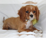 Image preview for Ad Listing. Nickname: Ruby