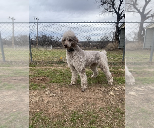 Medium Photo #1 Goldendoodle Puppy For Sale in OKEMAH, OK, USA