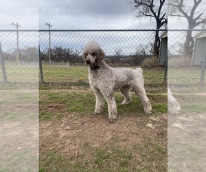 Father of the Goldendoodle puppies born on 05/04/2025