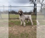 Small Photo #1 Goldendoodle Puppy For Sale in OKEMAH, OK, USA
