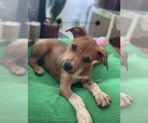 Mutt Dogs for adoption in pomfret, CT, USA