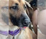 Small #21 German Shepherd Dog Mix