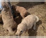 Small Photo #5 Goldendoodle Puppy For Sale in GOSHEN, IN, USA