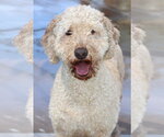 Small #1 Goldendoodle