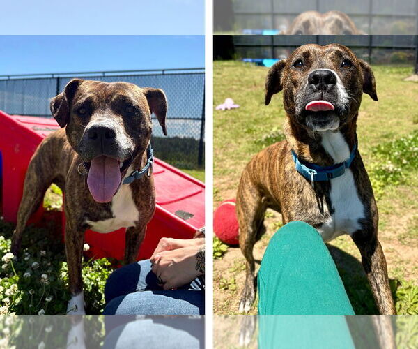 Medium Photo #2 Mutt Puppy For Sale in Weaverville, NC, USA