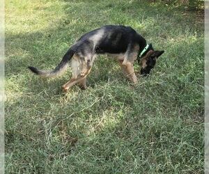 Stella - Female German Shepherd Dog Dog for Adoption - Photo #3