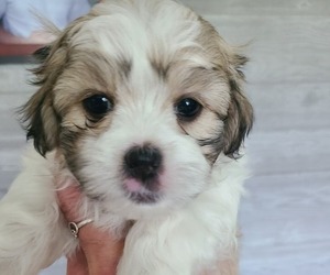 Shih Tzu Puppy for sale in NEW SALISBURY, IN, USA