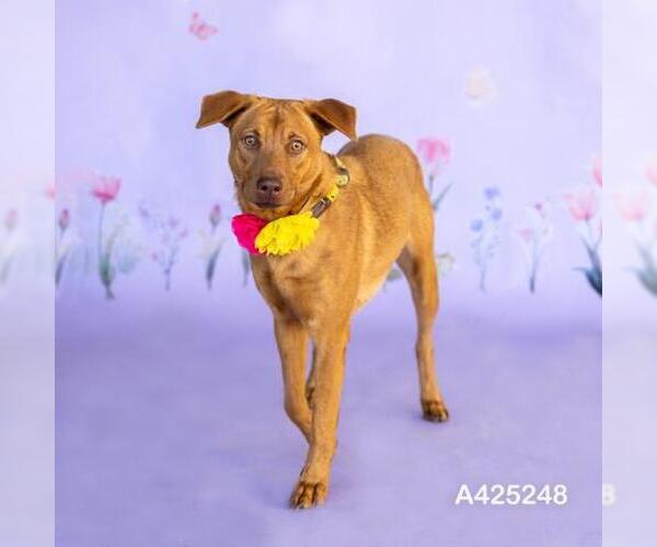 Medium Photo #1 Labrador Retriever Puppy For Sale in Conroe, TX, USA