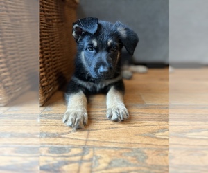 German Shepherd Dog Puppy for Sale in BETHLEHEM, Connecticut USA