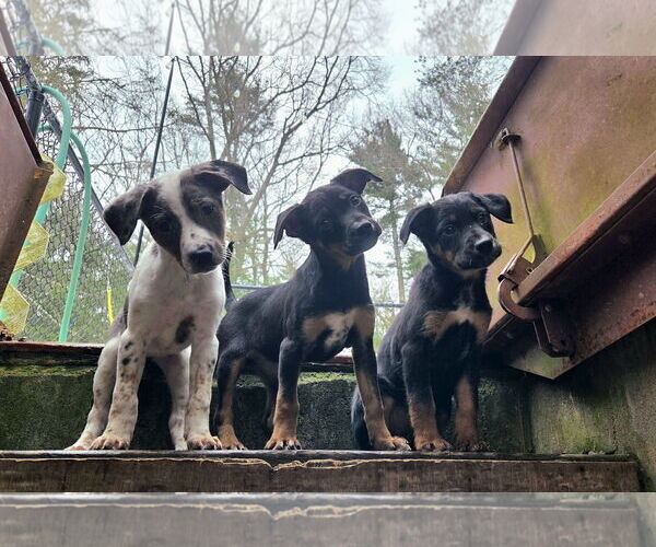 Medium Photo #3 Australian Shepherd-Unknown Mix Puppy For Sale in Garden City, NY, USA