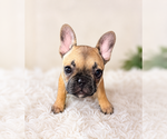 Small #2 French Bulldog