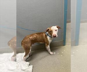 Mutt Dogs for adoption in Las Vegas, NV, USA