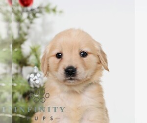 Golden Retriever Puppy for sale in NEWPORT, PA, USA
