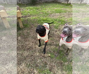 Penny - Female Feist Terrier-Unknown Mix Dog for Adoption - Photo #2