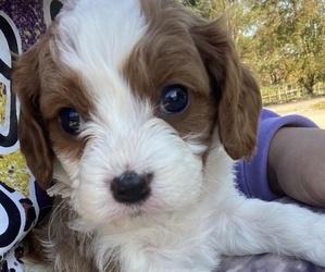 Medium Cavapoo