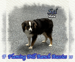 Miniature Australian Shepherd Puppy for sale in FORESTBURG, TX, USA
