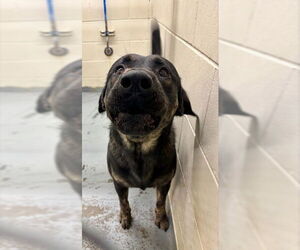 Rottweiler-Unknown Mix Dogs for adoption in Anchorage, AK, USA