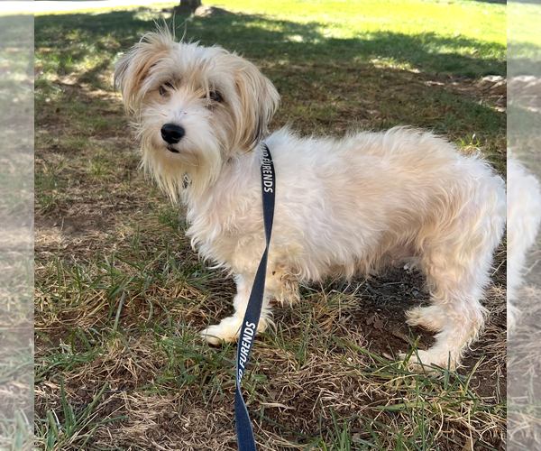 Medium Photo #2 Havanese-Unknown Mix Puppy For Sale in Rockville, MD, USA