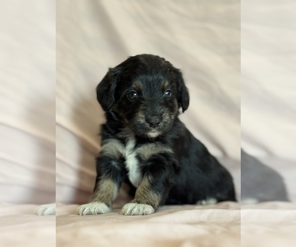 Medium Photo #11 Corgipoo Puppy For Sale in LONGMONT, CO, USA
