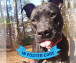 Small Photo #4 American Staffordshire Terrier Puppy For Sale in Tallahassee, FL, USA