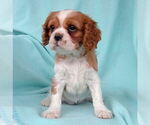 Small Photo #3 Cavalier King Charles Spaniel Puppy For Sale in PARKESBURG, PA, USA