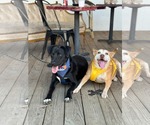 Small Photo #3 Beagle-Retriever  Mix Puppy For Sale in Holly Springs, NC, USA