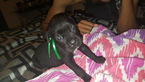 Small Photo #1 Cane Corso Puppy For Sale in LITHIA SPRINGS, GA, USA