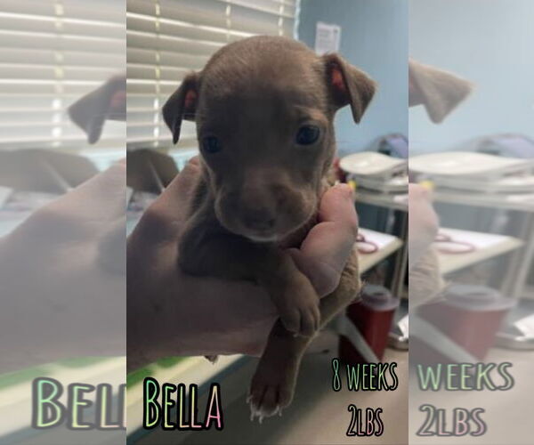 Medium Photo #1 Chihuahua-Unknown Mix Puppy For Sale in Woodbury, NY, USA