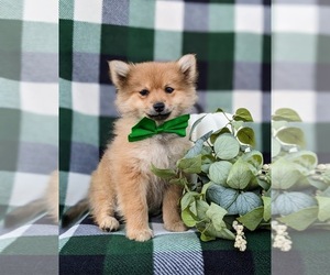 Pomeranian Puppy for sale in CHRISTIANA, PA, USA