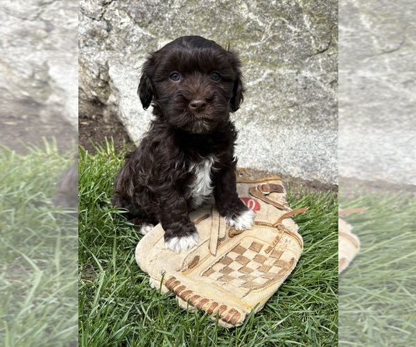 Medium Photo #1 Havanese Puppy For Sale in MIDDLEBURY, IN, USA