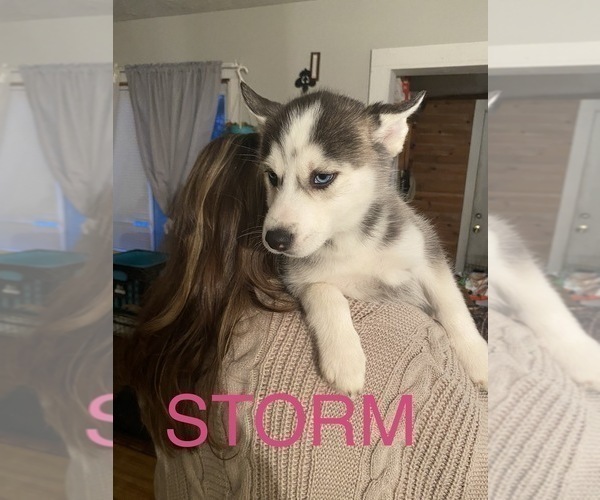 Medium Photo #6 Siberian Husky Puppy For Sale in ALBION, IN, USA
