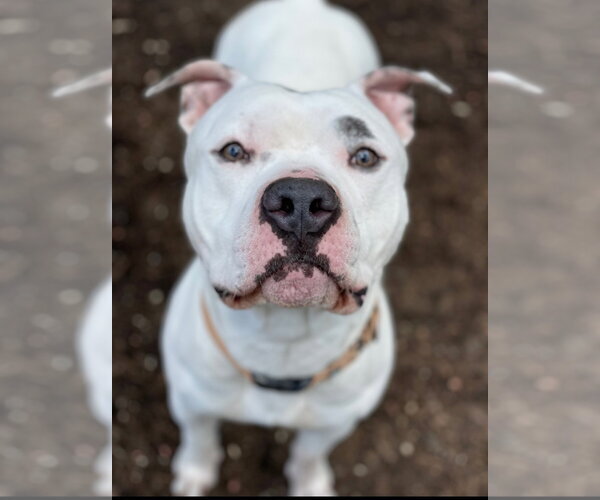 Medium Photo #3 American Pit Bull Terrier Puppy For Sale in Techny, IL, USA
